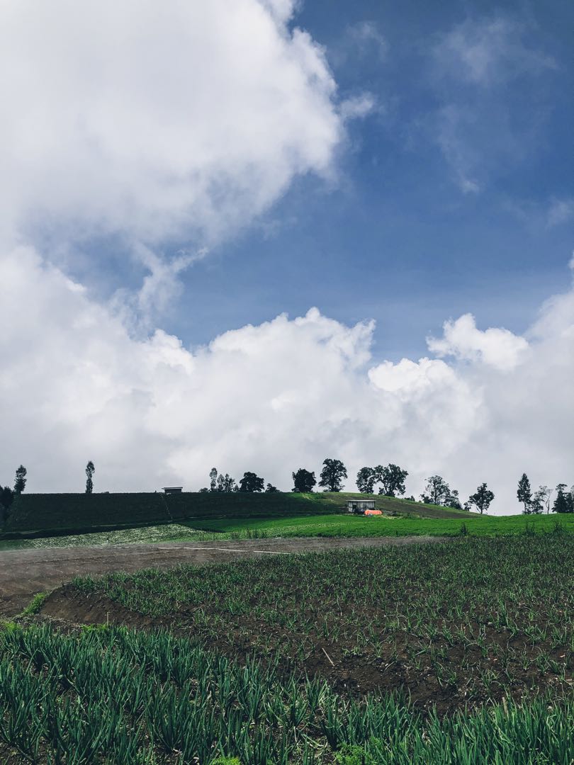 Field Brakseng in the morning