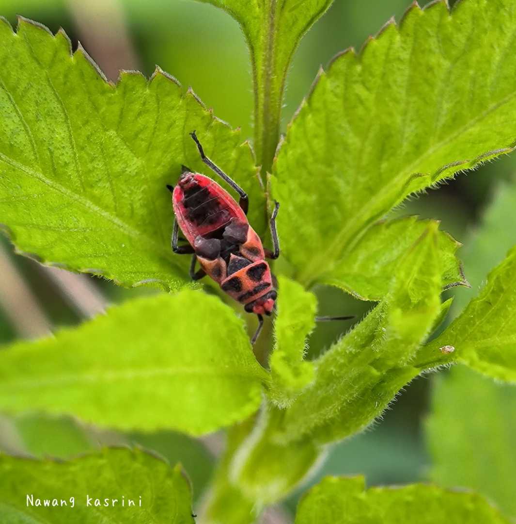 Corizus hyoscyami