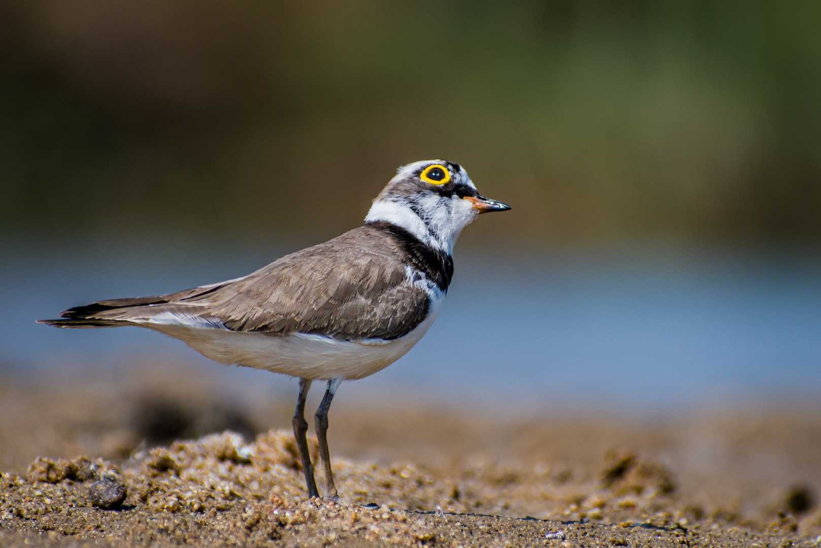 Sand Bird