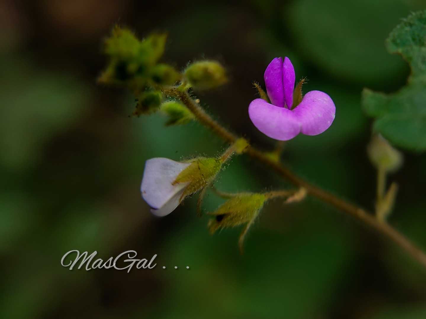 Pueraria