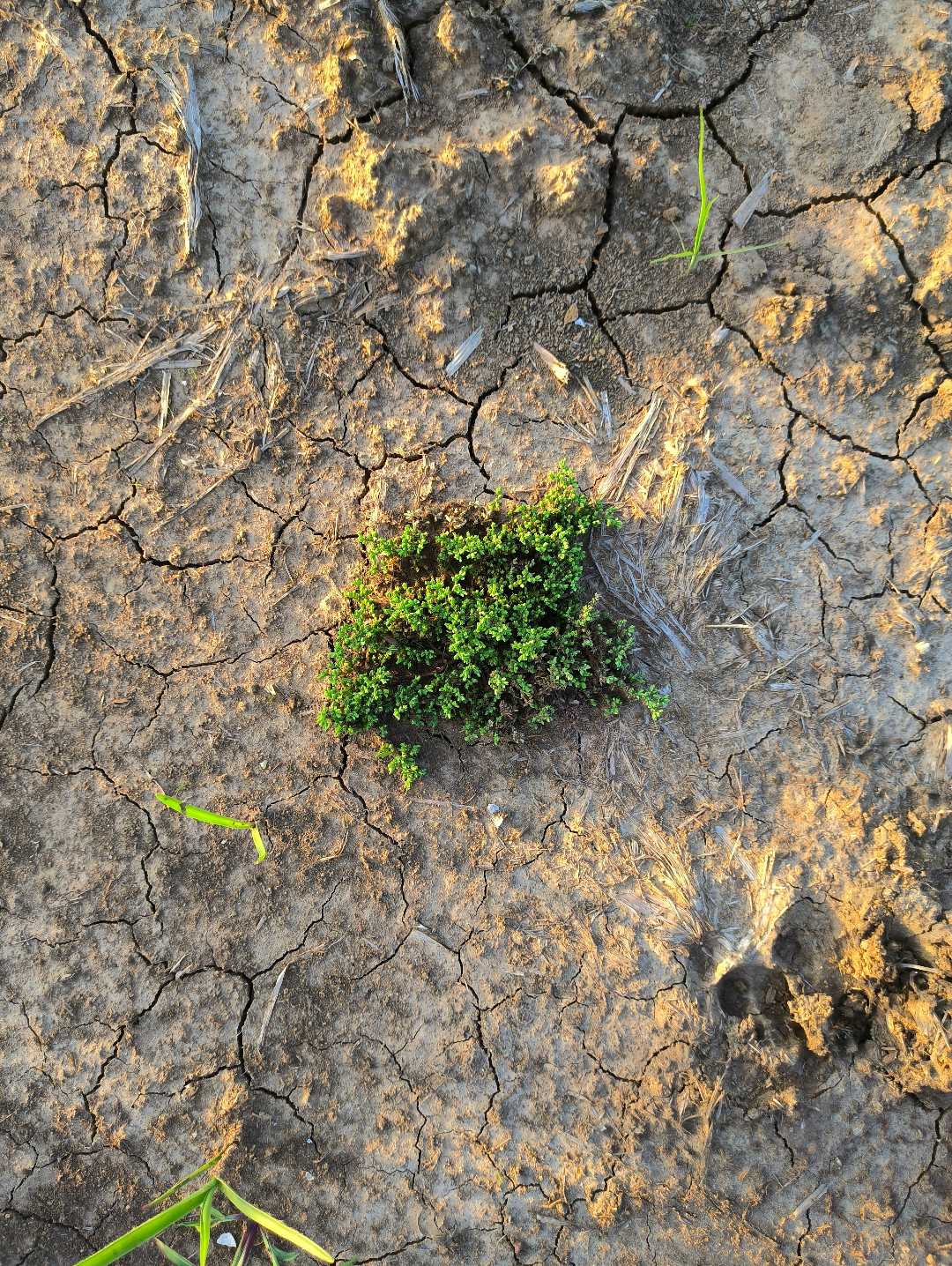 🌱