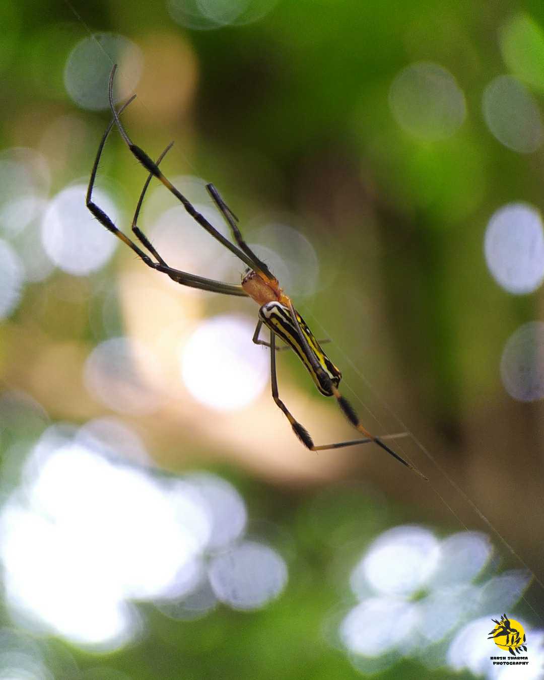 ***..." The web spinners "...***

