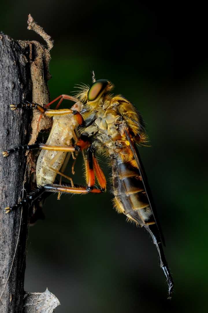 Robberfly