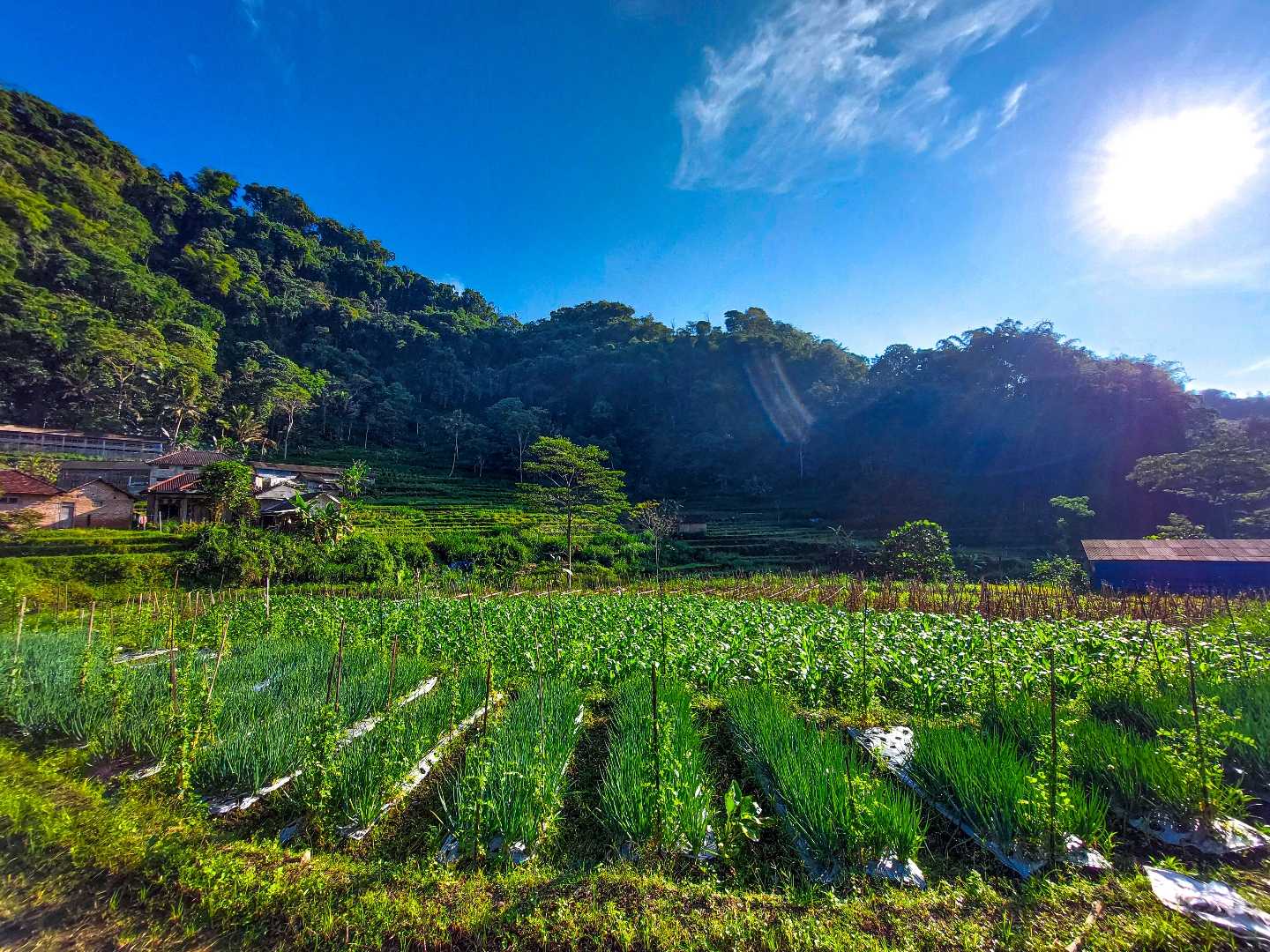Perkebunan