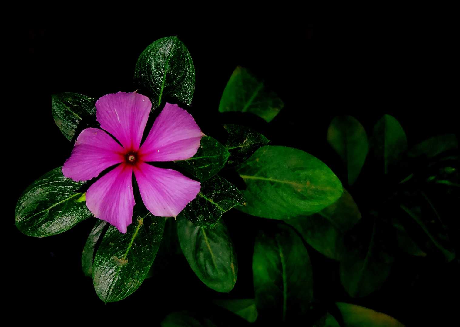 Flower!