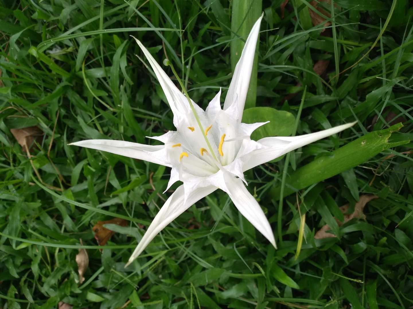 pancratium zeylanium flower