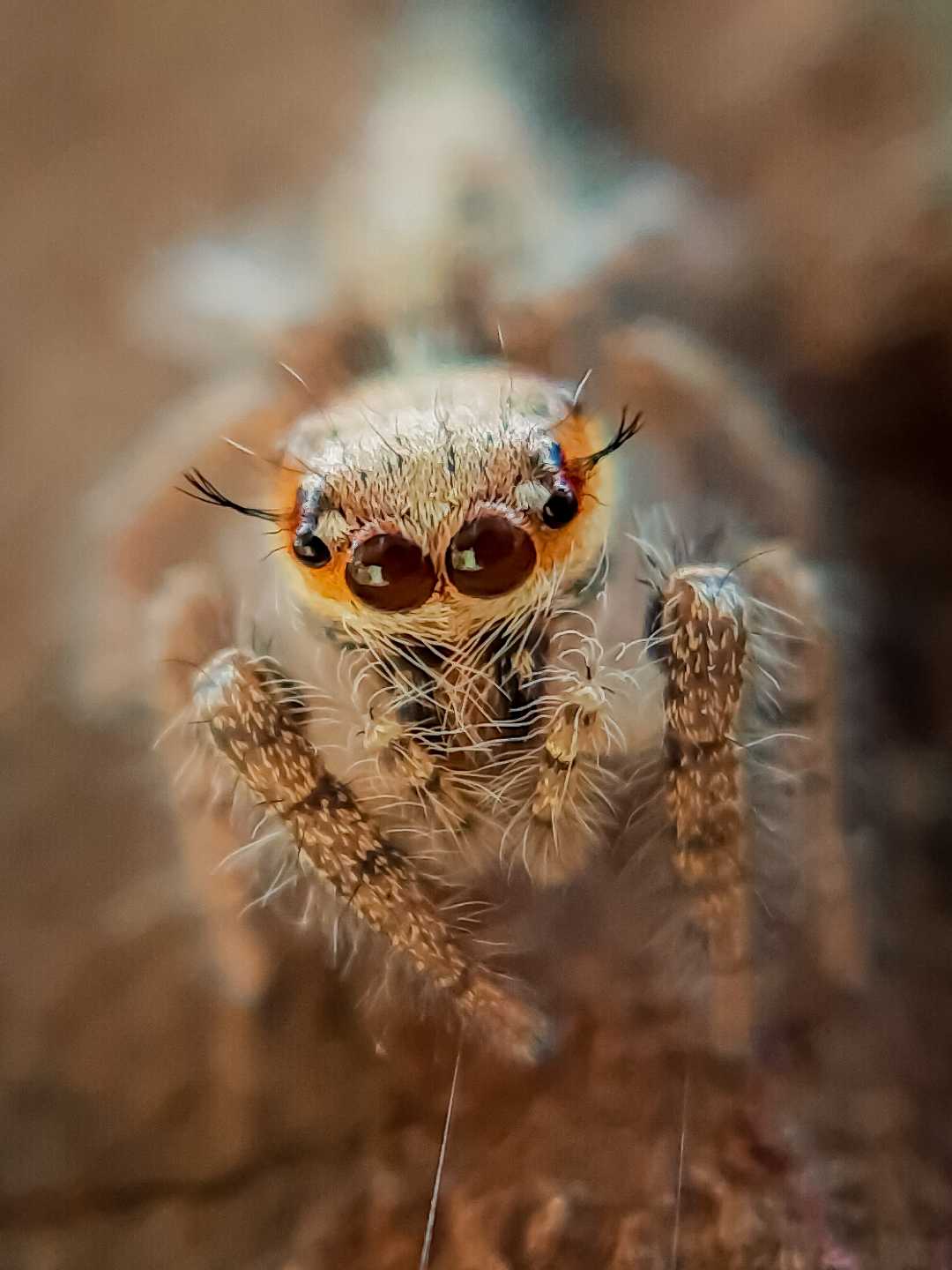 Hyllus Semicupreus Spider.
