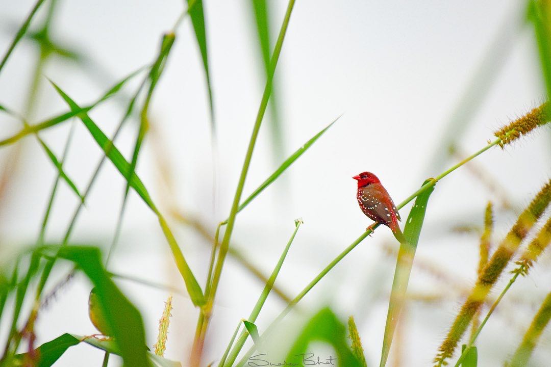 Red Munia!