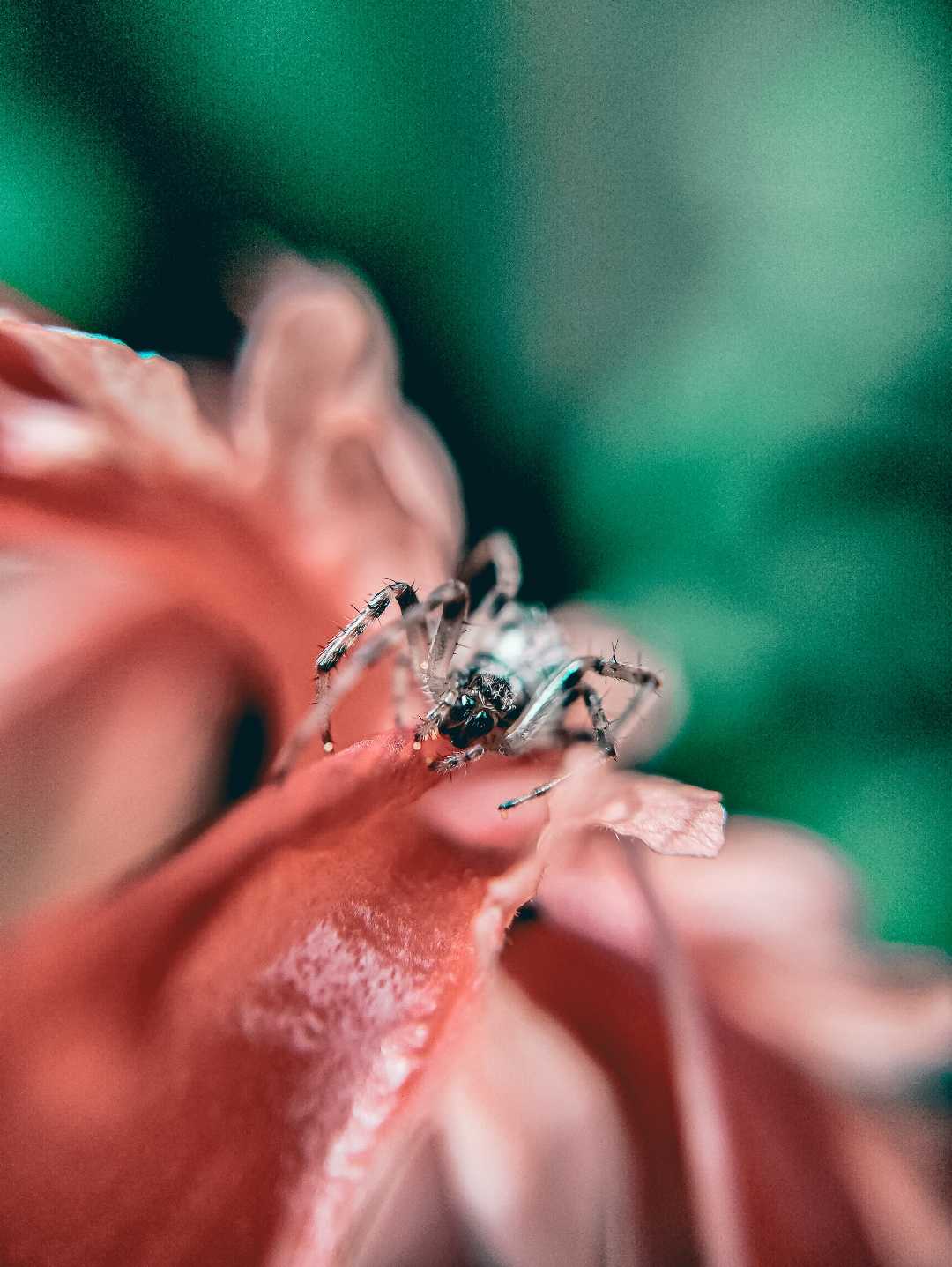macro