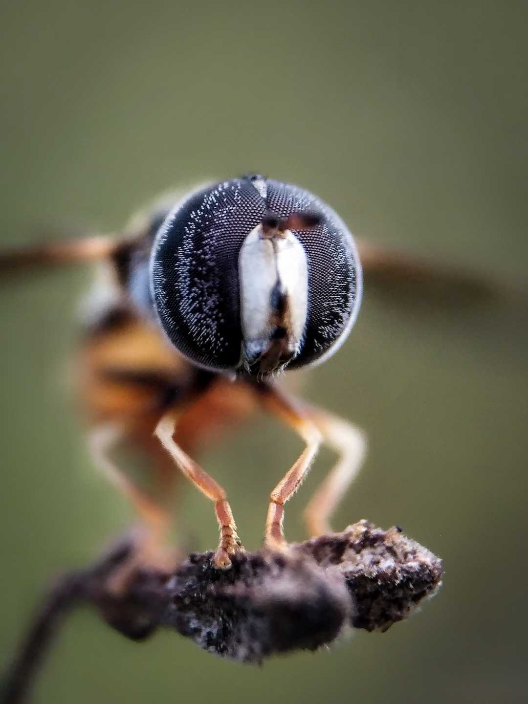 Extreme Close up of Hoverfly