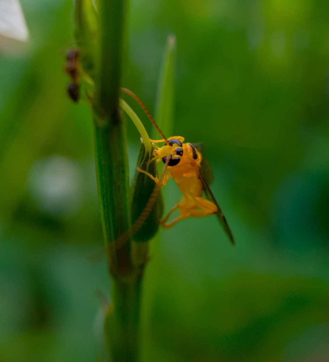 Macrocentrinae