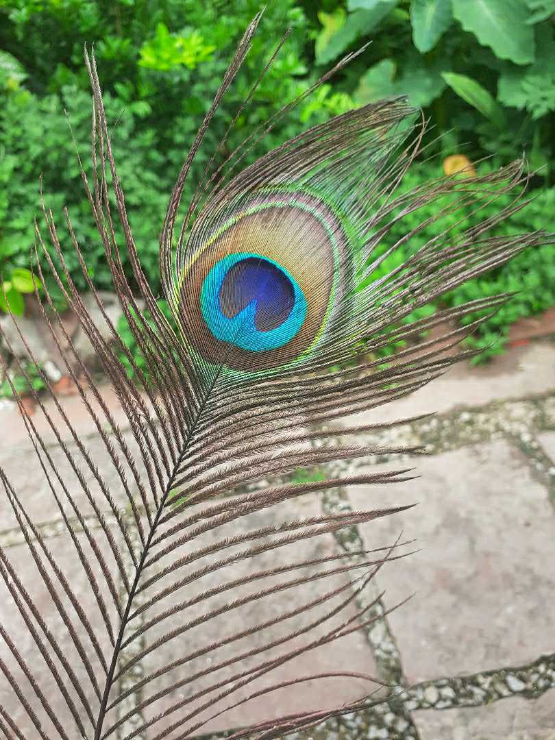 happy Krishna janmashtami 🙏🥰 peacocks feather