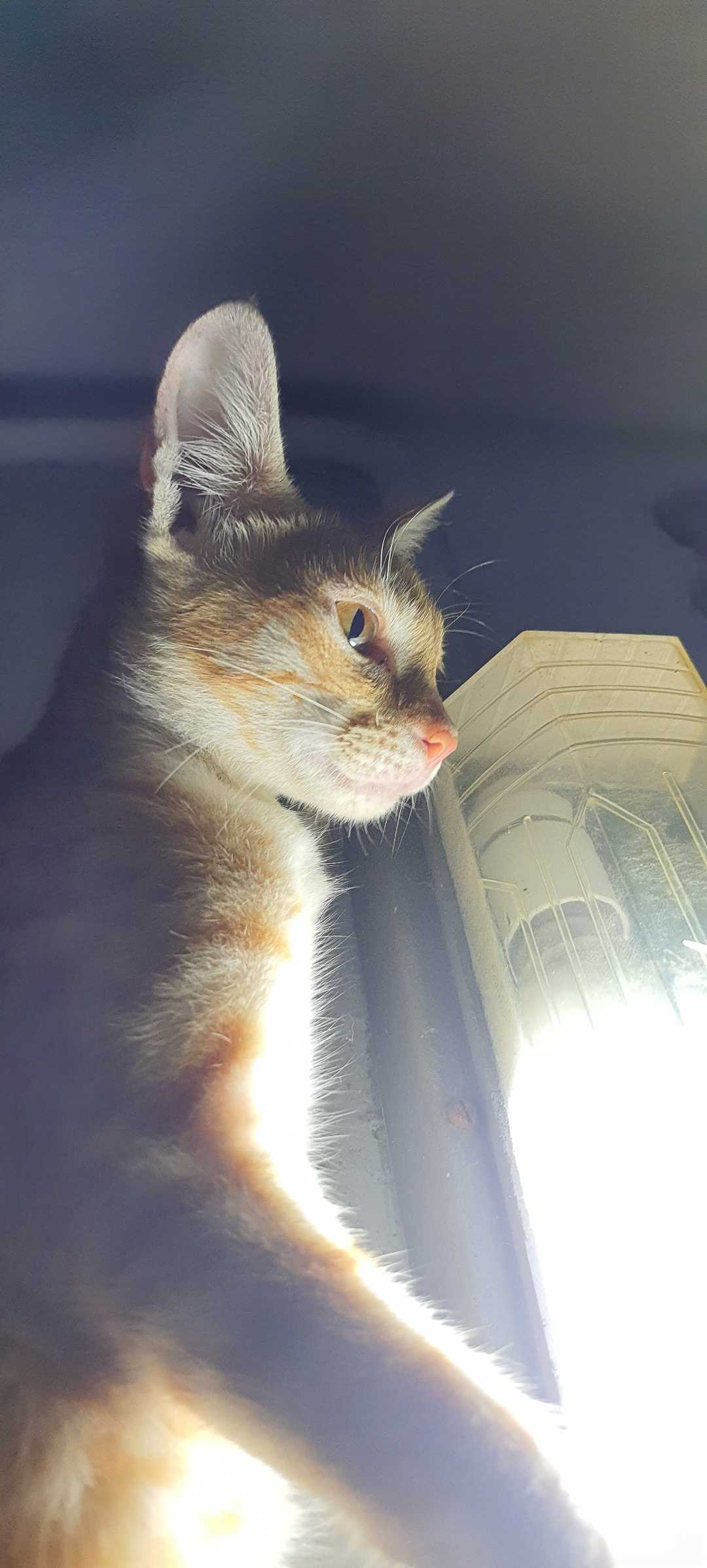 light with kitty 😺 Nairobi