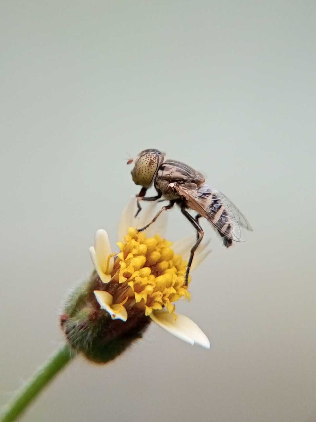 Eristalinus