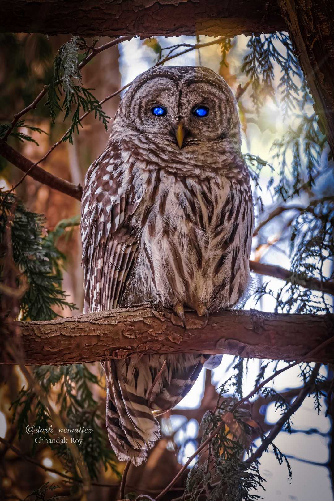 Do you Like Owls ?🦉