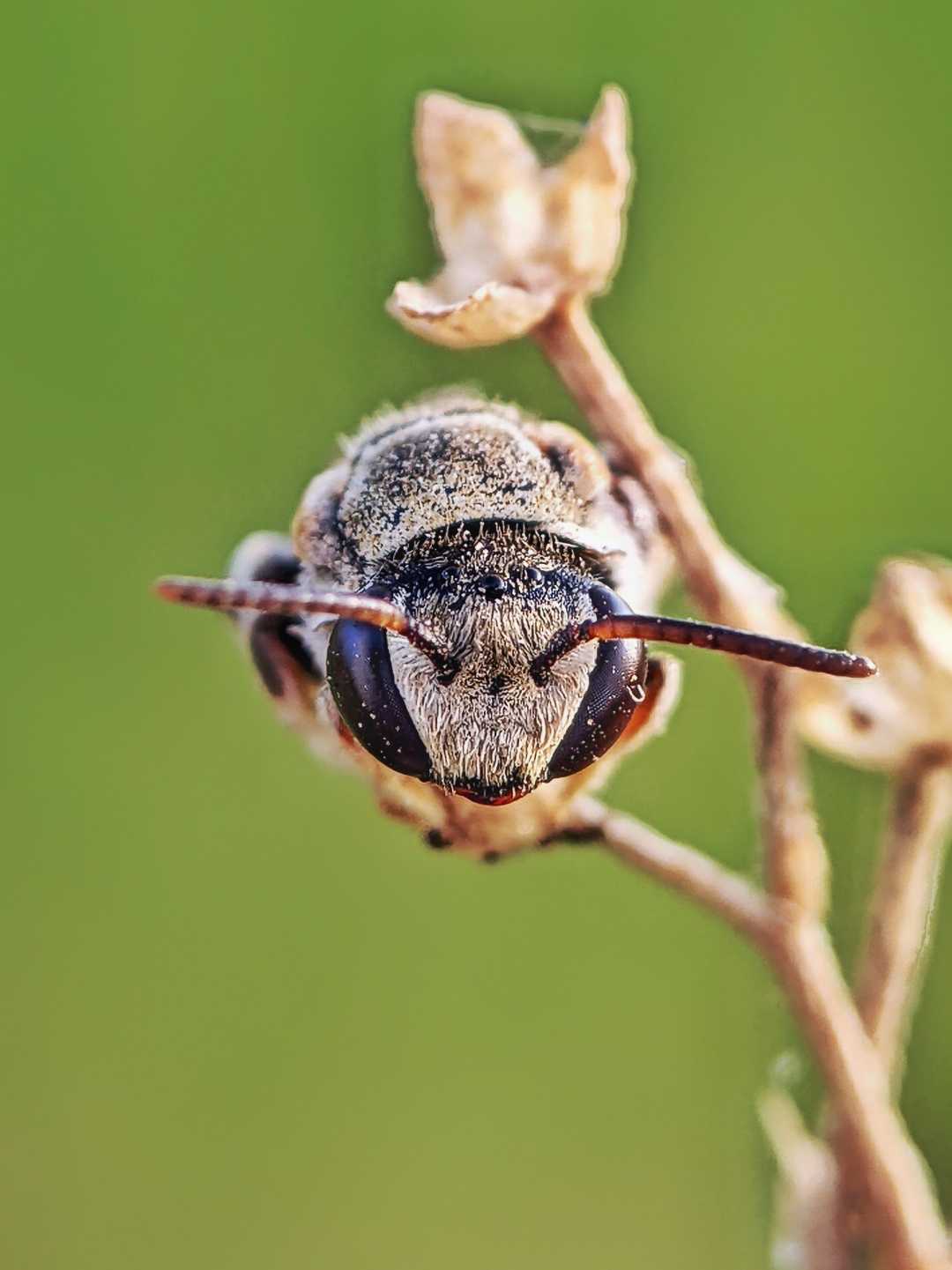 cute 🐝 bee