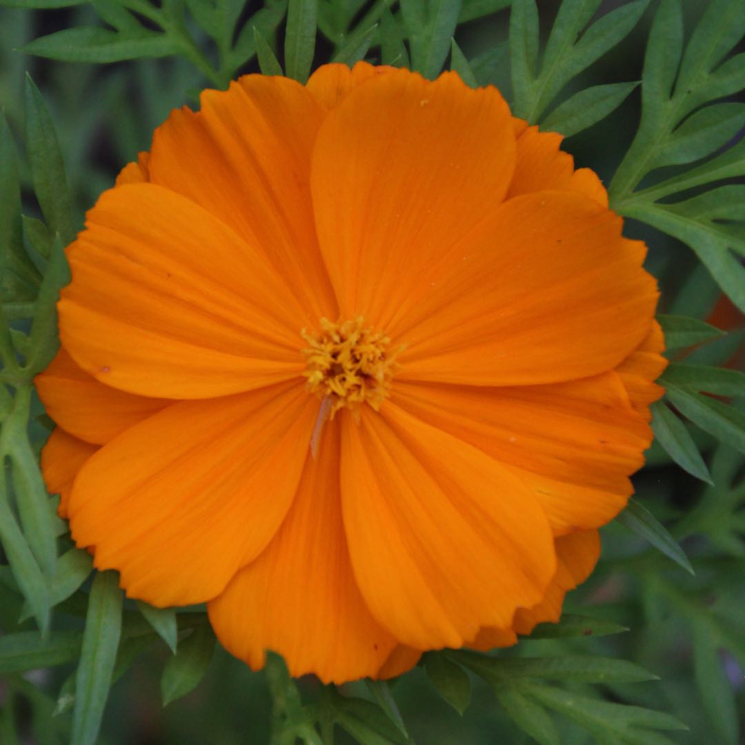 Cosmos 