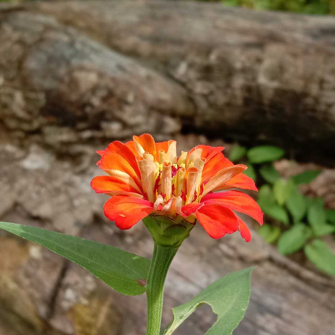Bunga Zinnia Anggun 