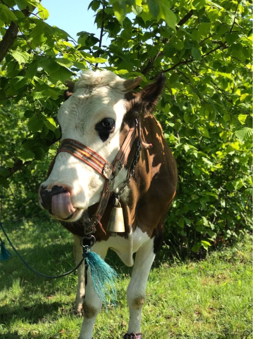 Cow 