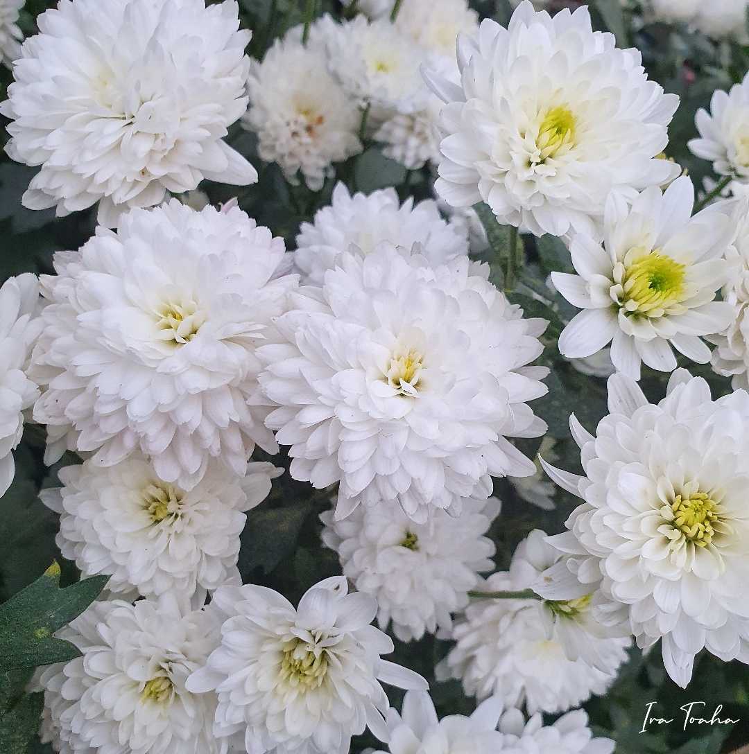 Bunga Aster