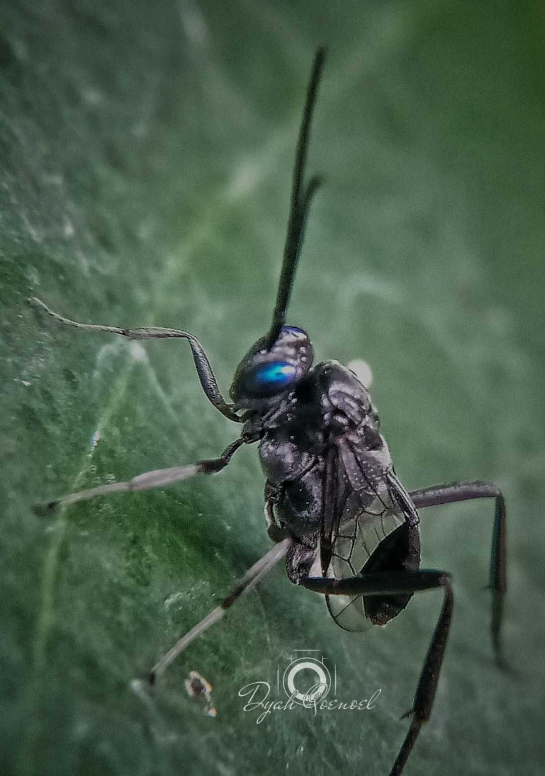 Evania Appendigaster