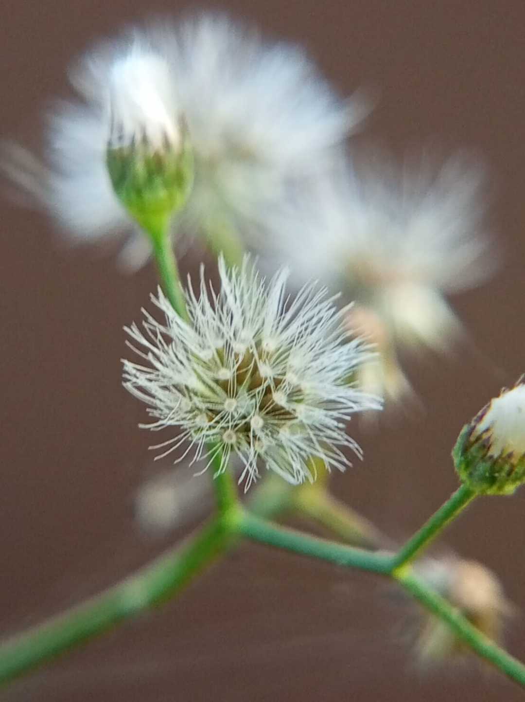 Cyanthillium