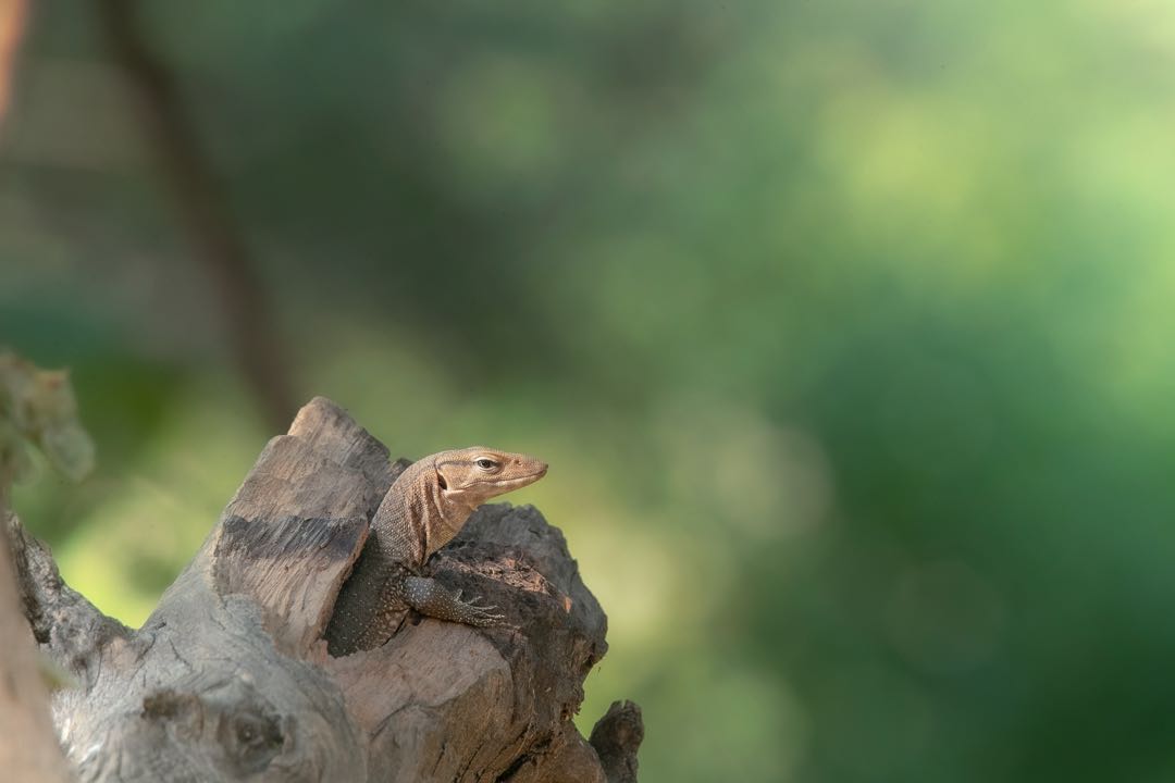 monitor lizard 