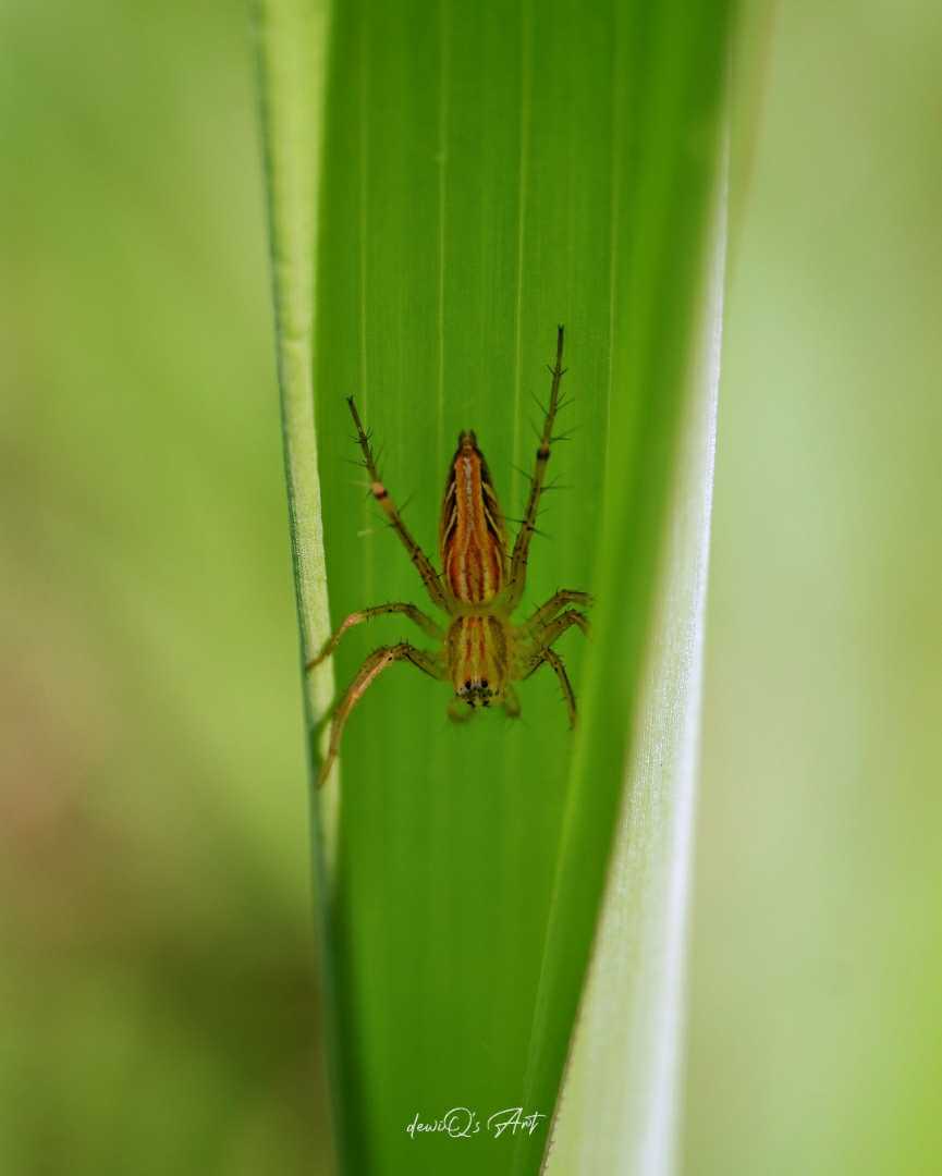 Lynx Spider