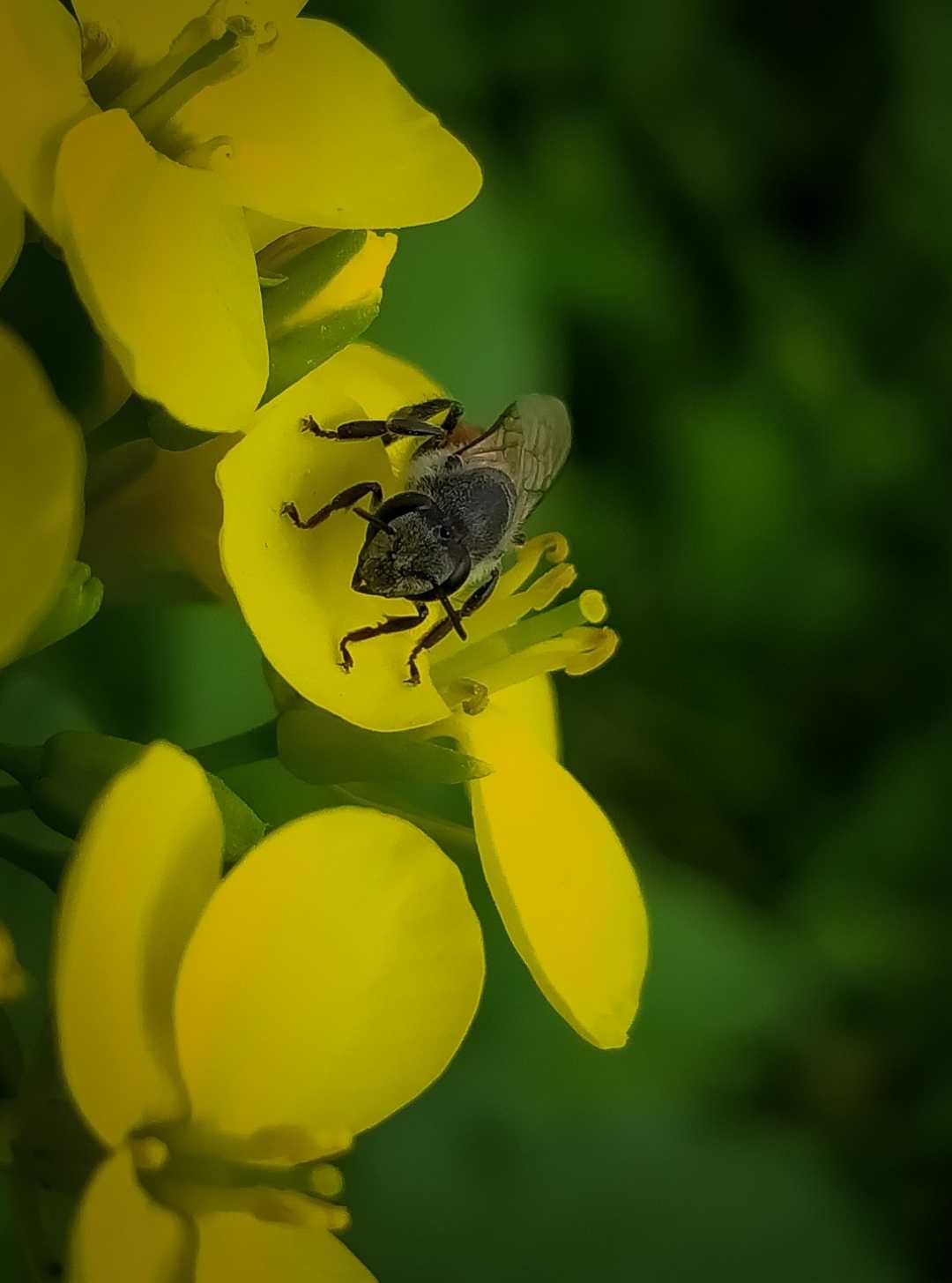 "The hum of bees is the voice of the garden "