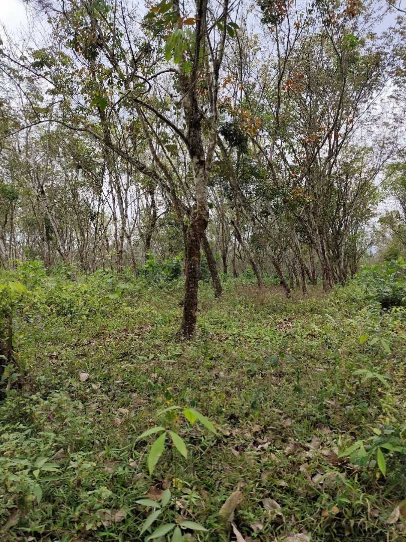 Rubber Tree