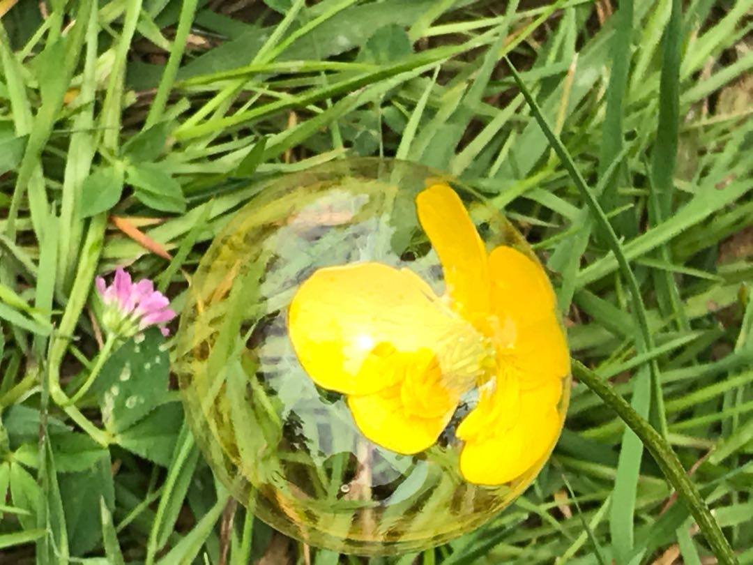 yellow flower in the bubble 