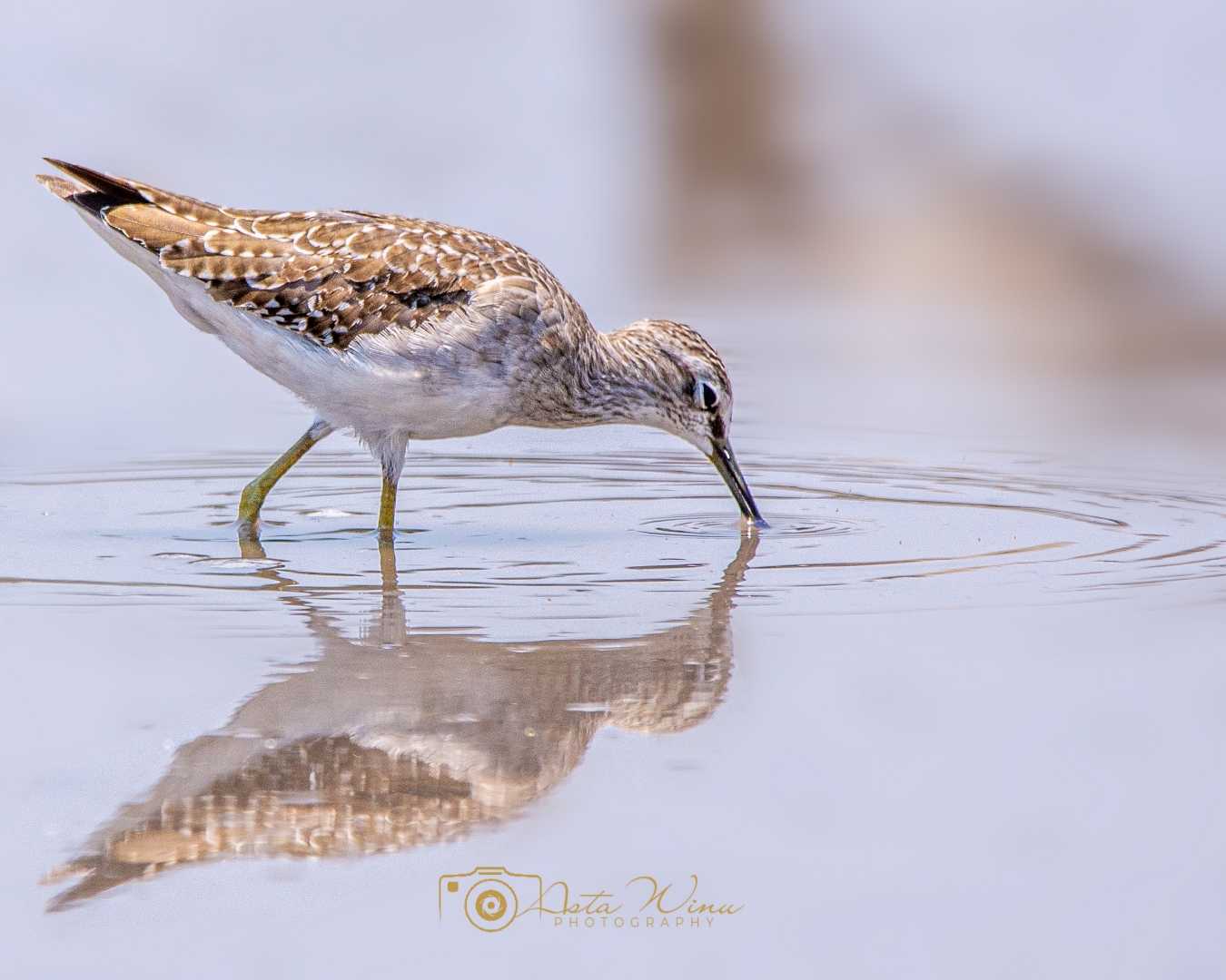 Common Sandpiper
Actitis hypoleucos