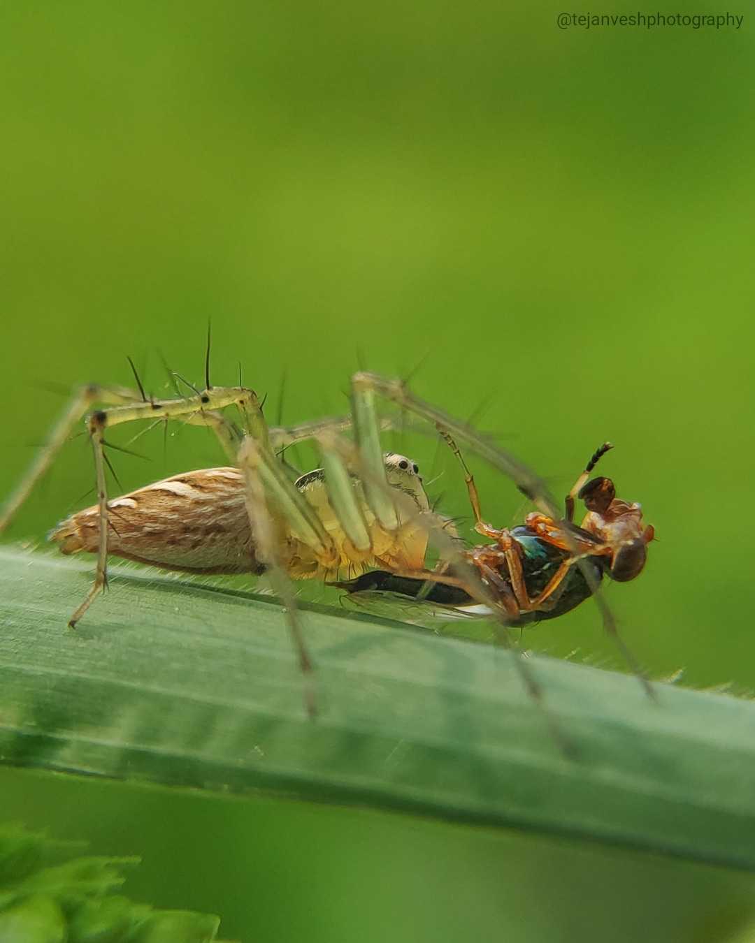 macro photography