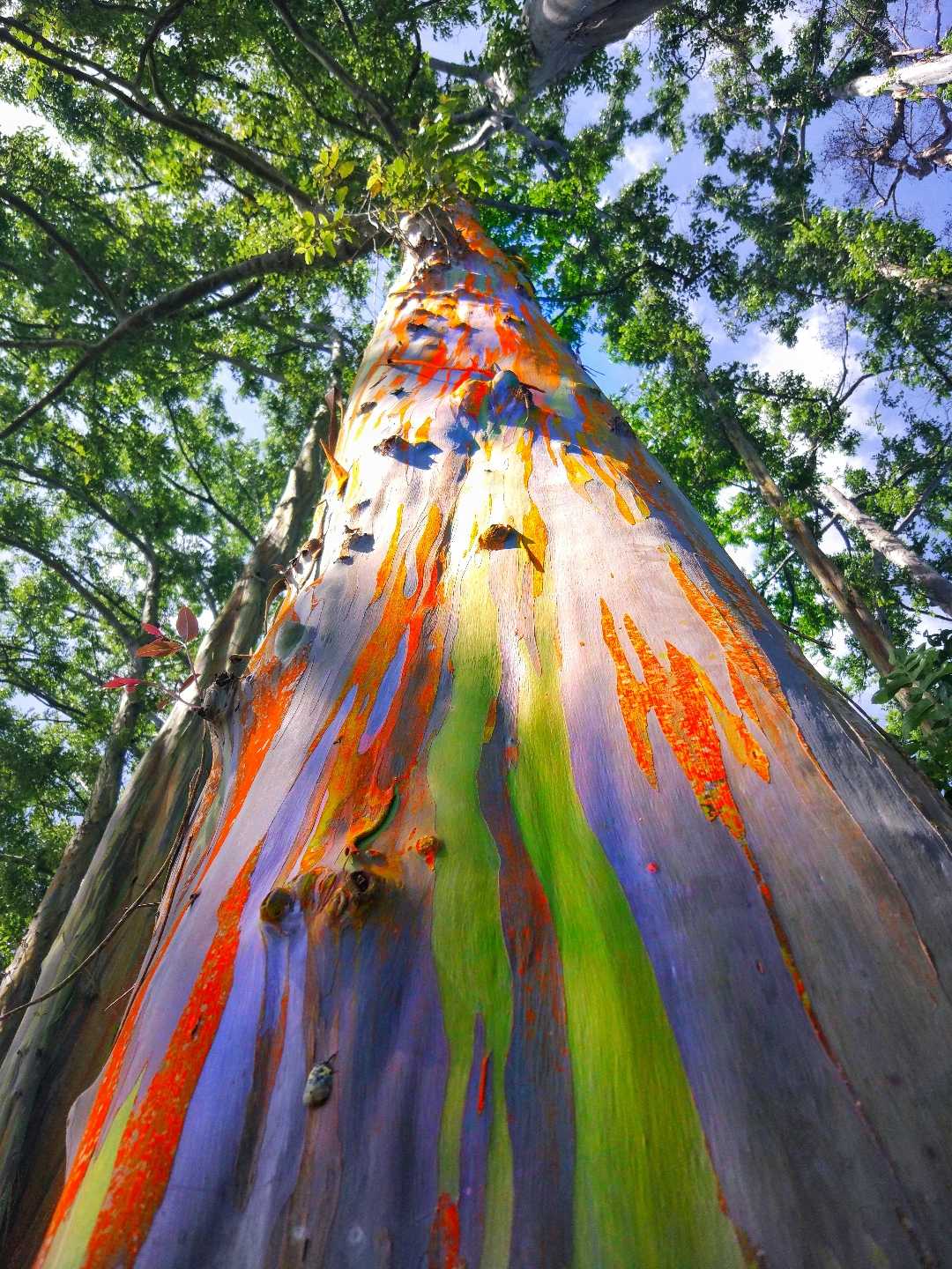 Rainbow Tree 