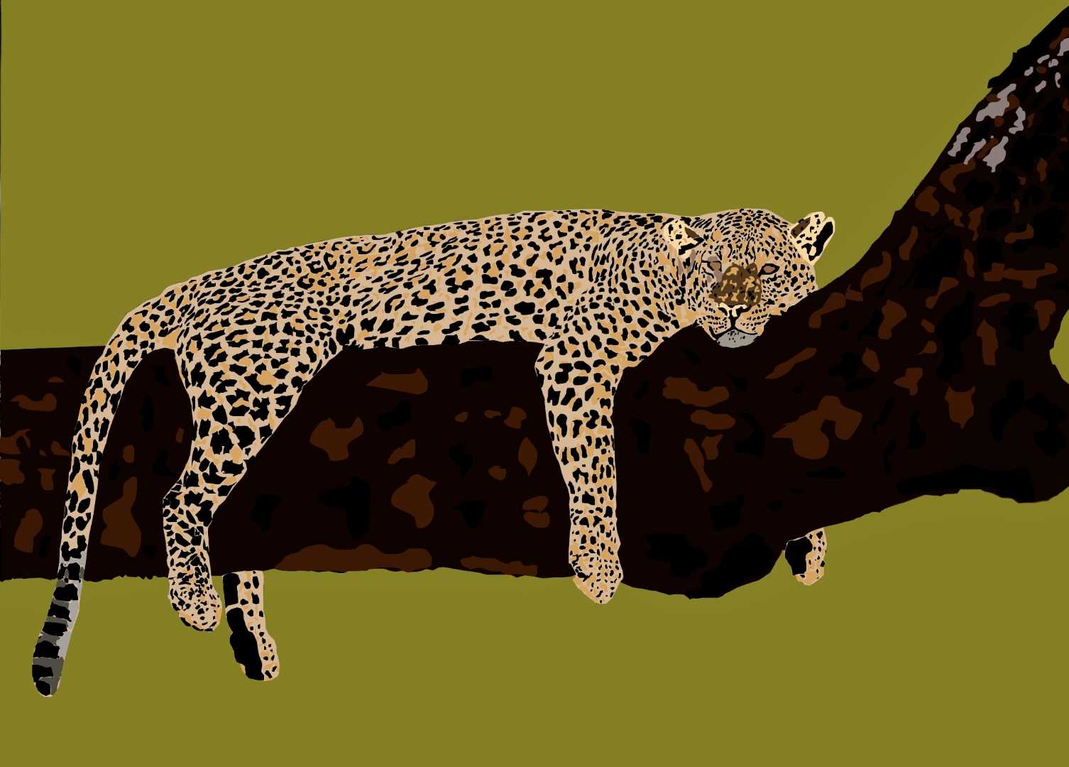 cheetah 🐆❤️