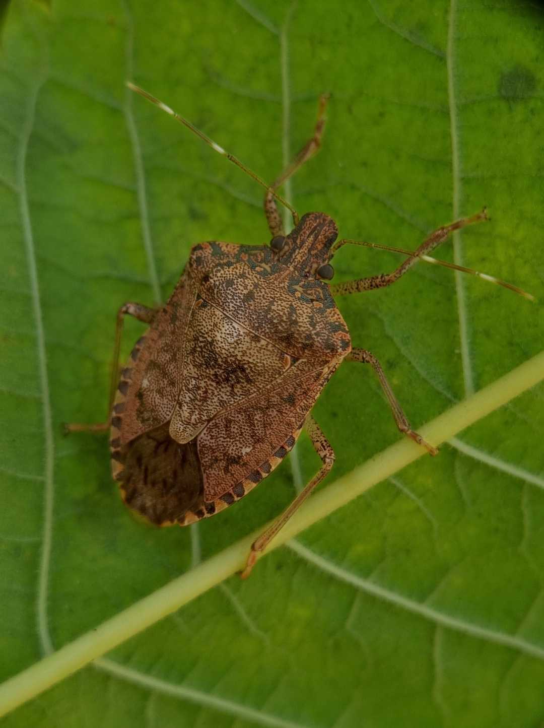 Brown Marmorated Stink Bug 