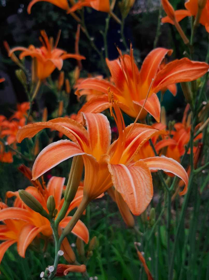 🌼 flower🥰