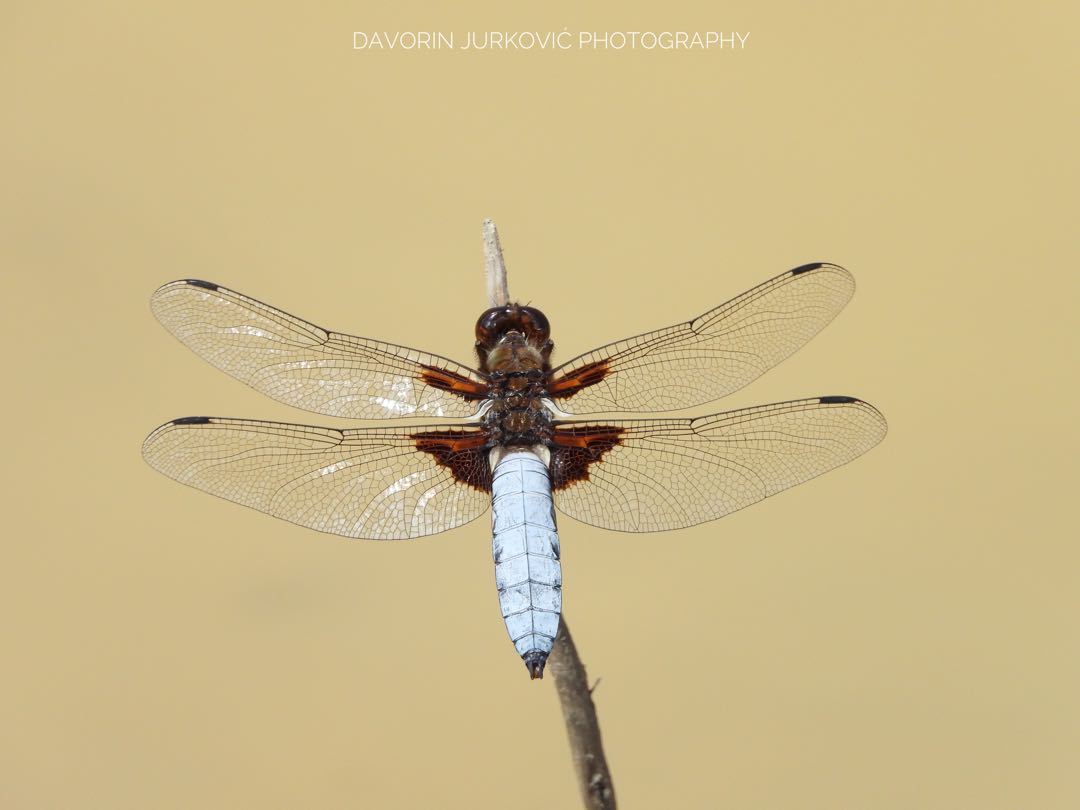 Libellula depressa (Male)…