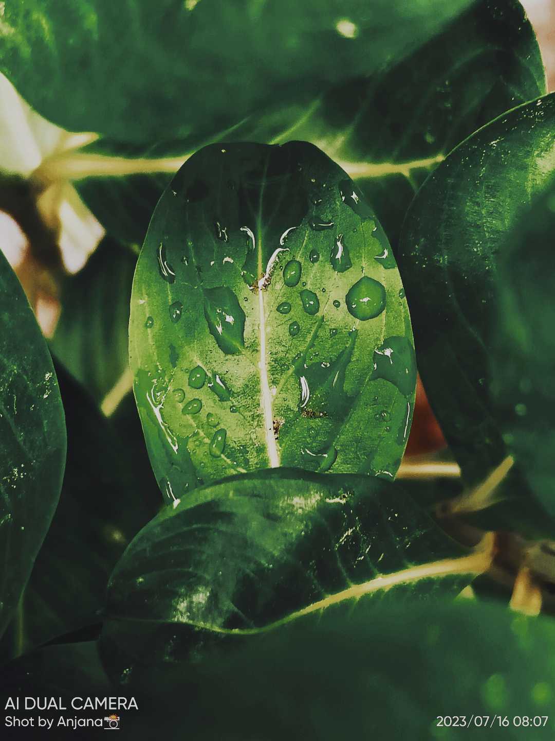 Green leaf 🍀🌿