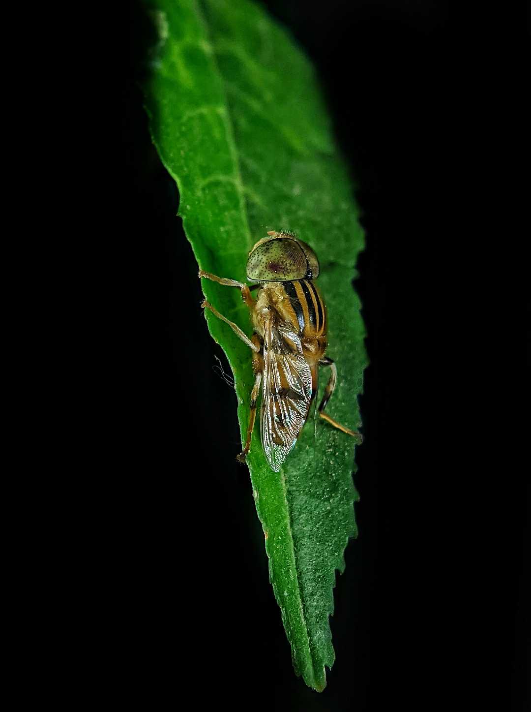 Fly