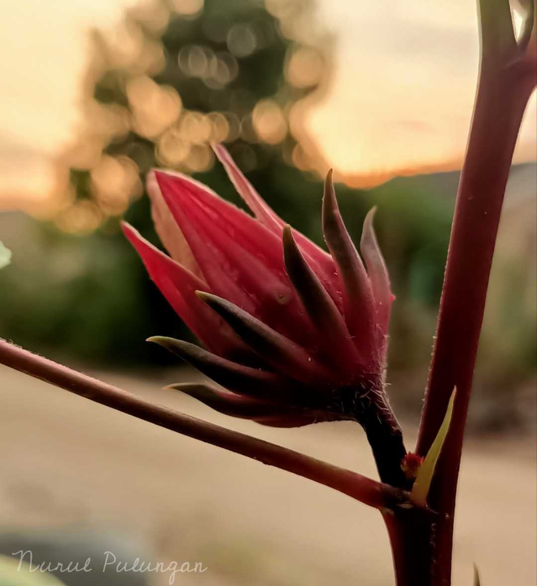 ROSELLA