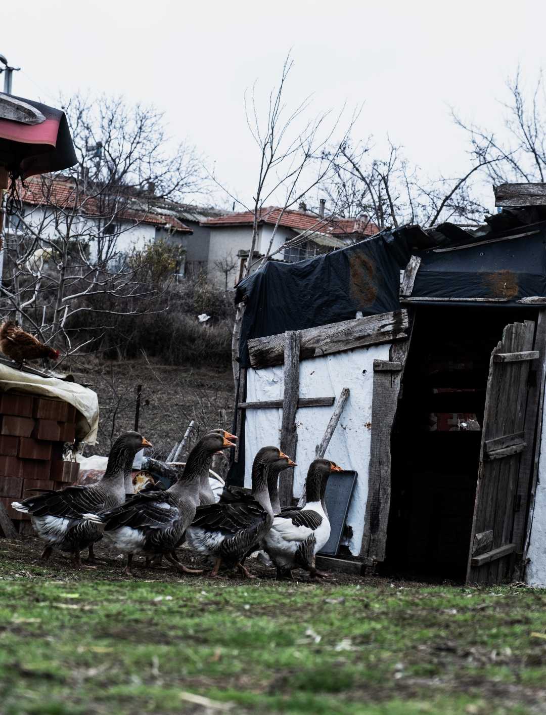 ipsala turpcular köyü