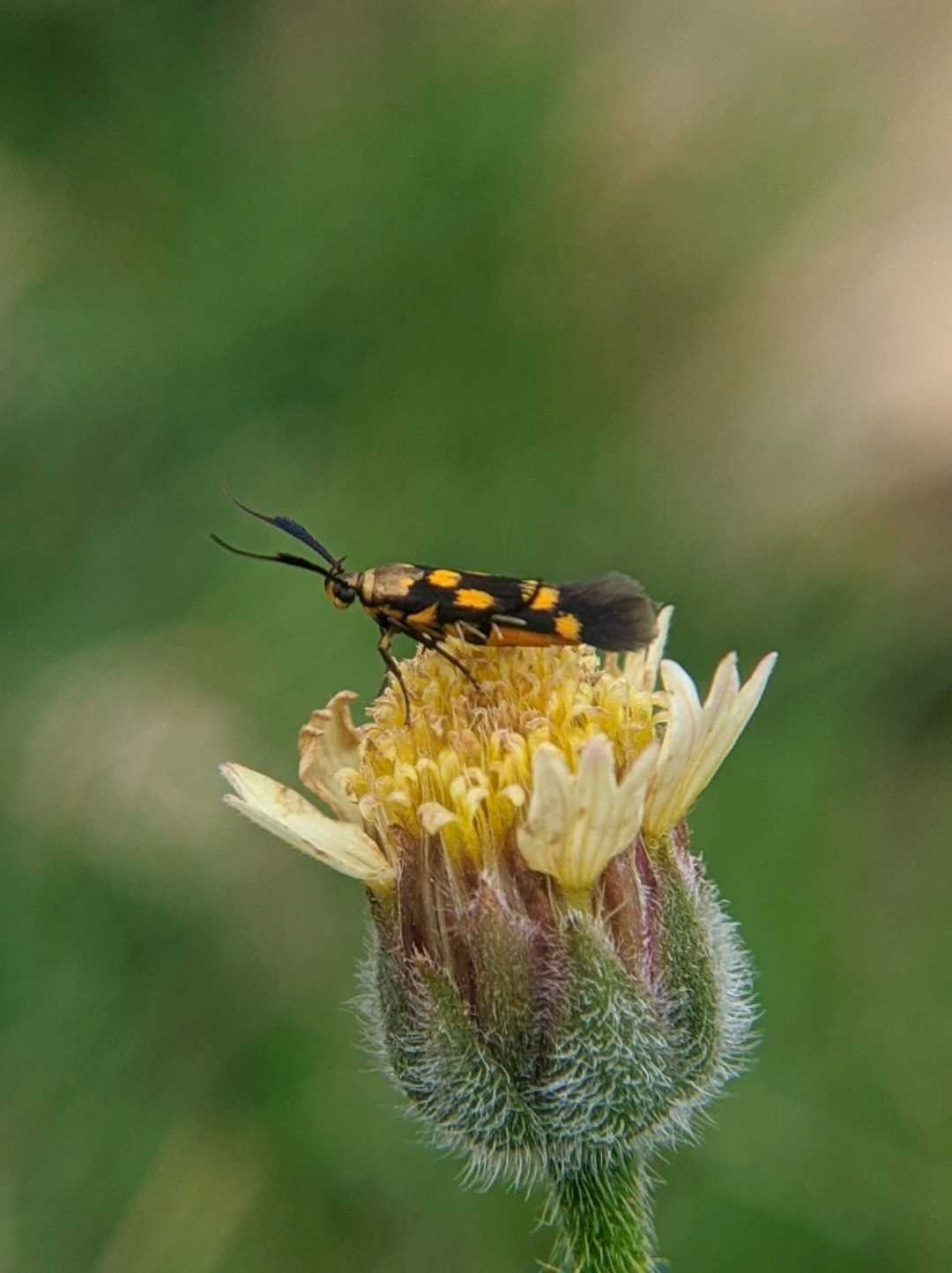 Stathmopoda