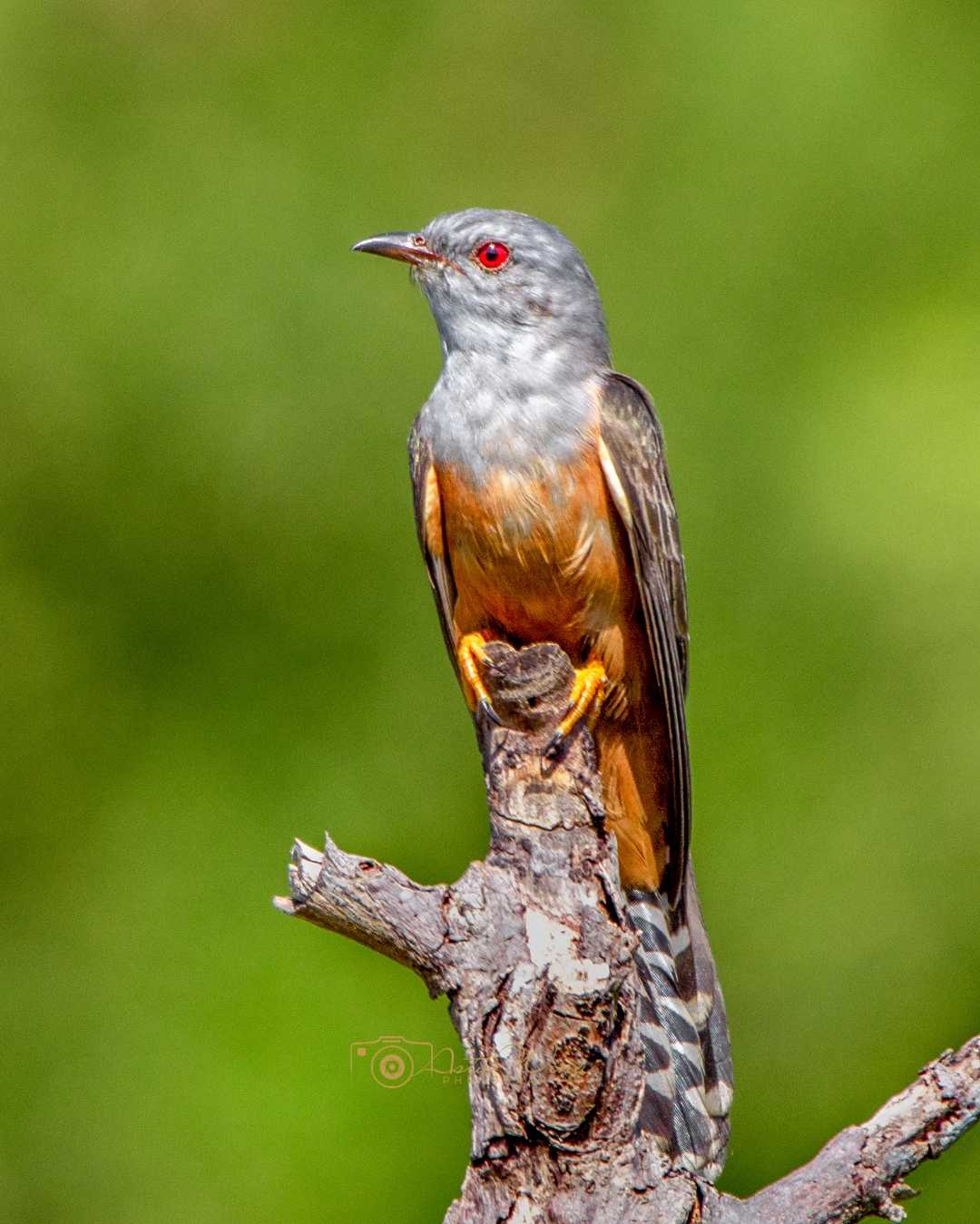 Plaintive cuckoo 