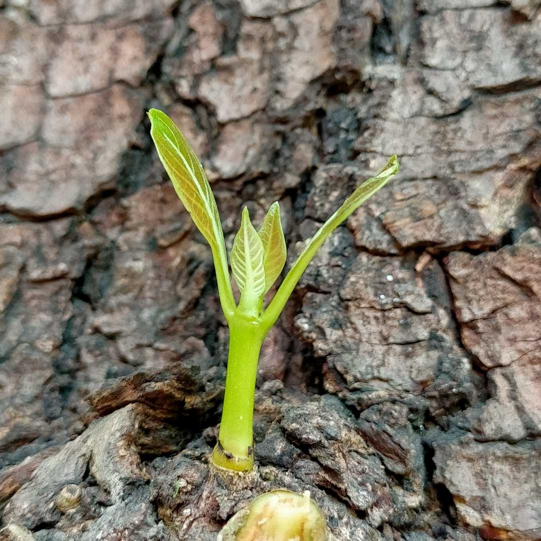 little Plant in tree 😍😍😍