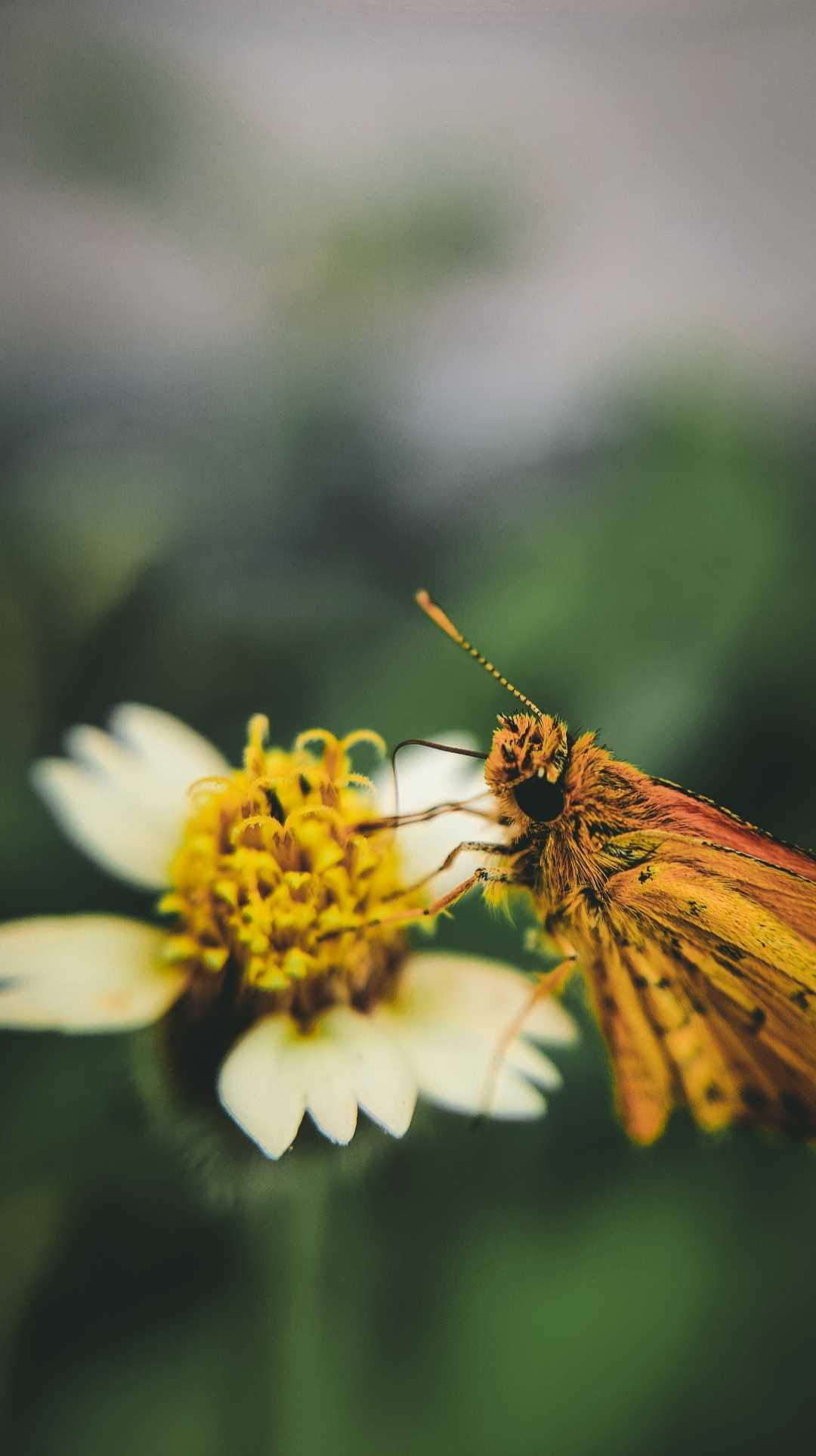 Macro Photography