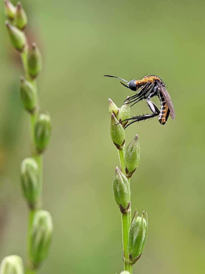 Toxophora