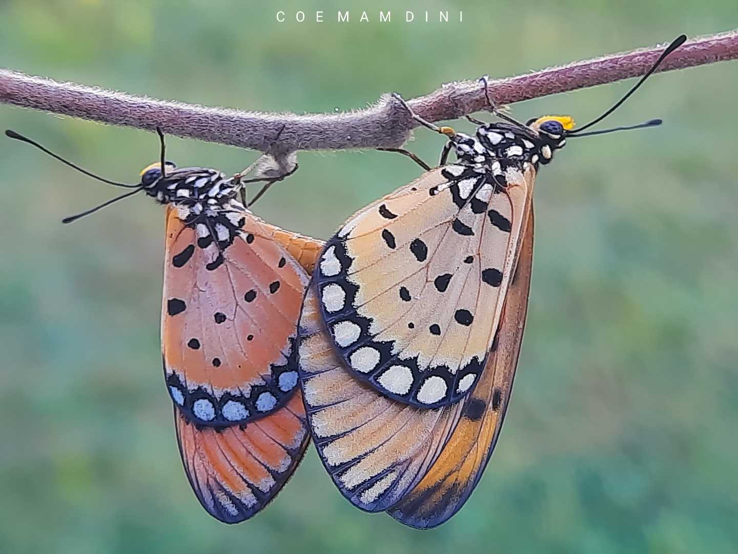 Macro (nature flora/fauna)