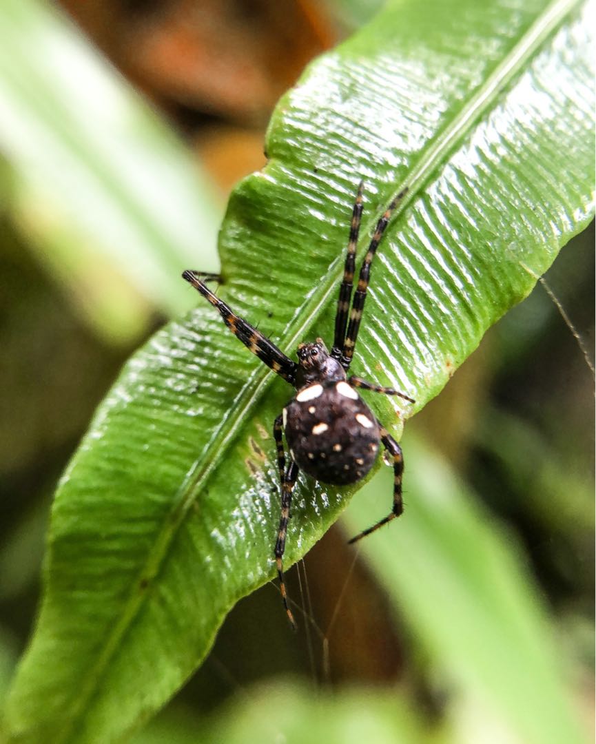 Cyrtophora || Laba-laba Jaring Tenda