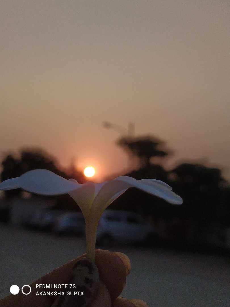 sun with flower 🤗